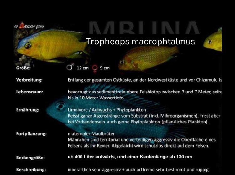 Tropheops macrophtalmus